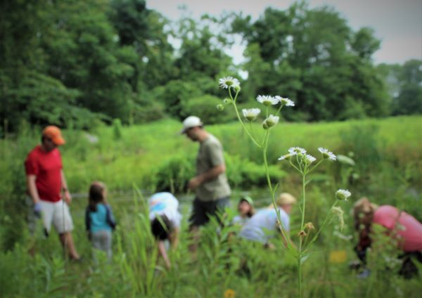 Hyde planting w fleabane blooms 600px