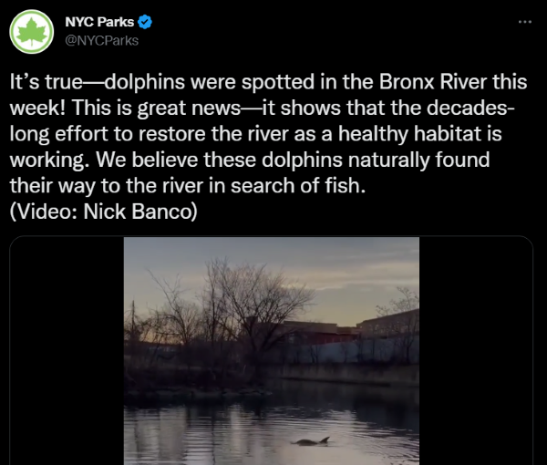 dolphin Bronx River tweet 600px