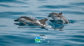 Gift of Membership - Blank Dolphins