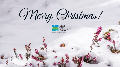 Gift of Membership - Merry Christmas Snow